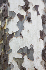 texture of bark of a tree