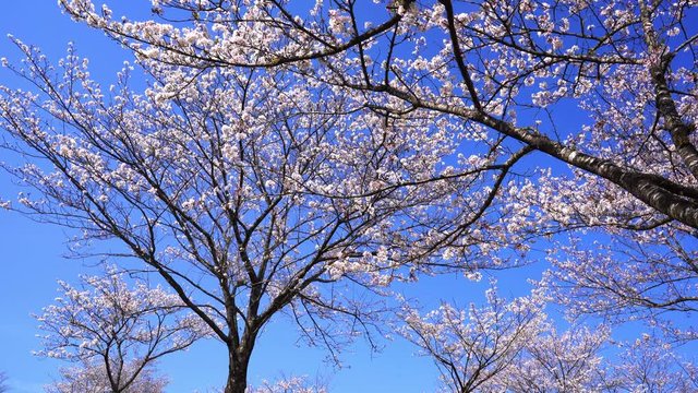 Japanese cherry tree, symbol of peace