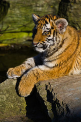 Junger Sibirischer Tiger (Panthera tigris altaica) beim Spielen