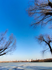 Look up tree in winter against the sky view from the bottom up