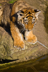 Fototapeta na wymiar Junger Sibirischer Tiger (Panthera tigris altaica) beim Spielen