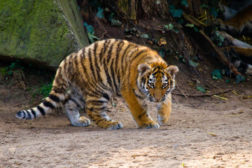 Fototapeta na wymiar Sibirischer Tiger (Panthera tigris altaica), Tigerbaby