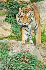 Sibirischer Tiger (Panthera tigris altaica)