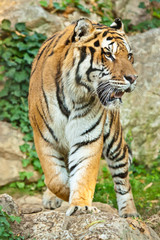 Fototapeta premium Tygrys sybirischer (Panthera tigris altaica)