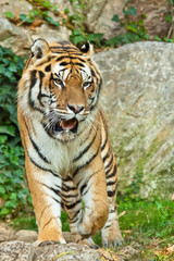 Naklejka premium Tygrys sybirischer (Panthera tigris altaica)