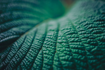 Selective focus closed up tropical summer green leaf dark tone background