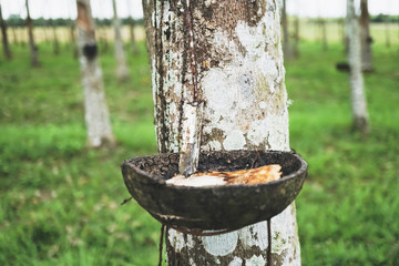 Rubber in natural bowl from rubber tree on green  background.
