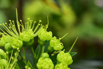 Closeup photo of green flowers on a bright day