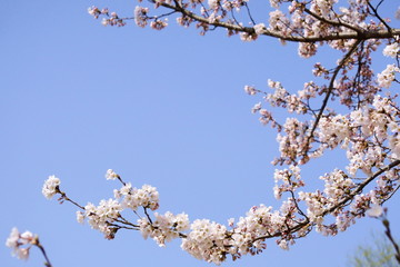 雲一つない春の青空に咲くソメイヨシノ