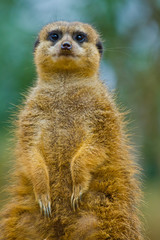 Erdmännchen (Suricata suricatta)