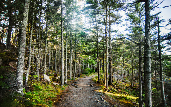 Trail through the forest surrounding Otter cliffs, Acadia National Park, Maine, United States, North America