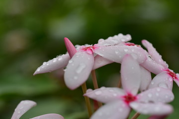 Macro photos of pink flowers with drops of water and small bees.