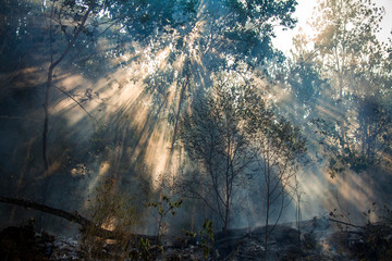 When the forest is burning