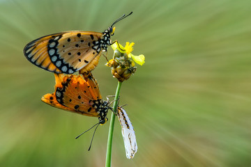 butterfly on a flower