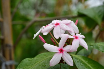 Macro photos of pink flowers with drops of water and small bees.