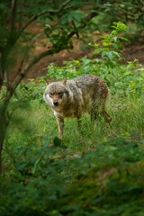 Wolf oder Grauwolf (Canis lupus) in Deutschland