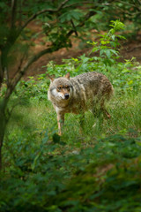 Fototapeta premium Wolf oder Grauwolf (Canis lupus) in Deutschland