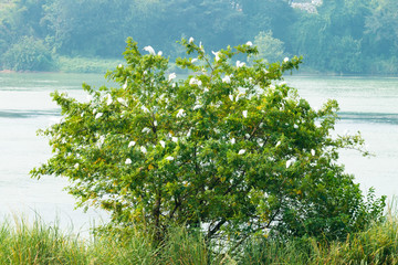 A flock of egrets flying over the river