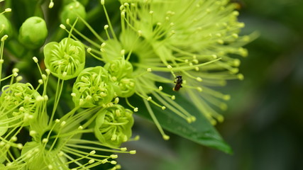Macro photos of green flowers and small bees