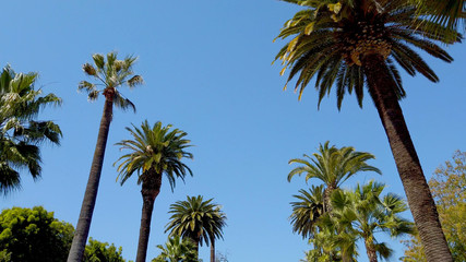 Fototapeta na wymiar The Palm trees of Beverly Hills