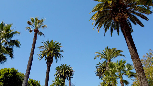 The Palm trees of Beverly Hills