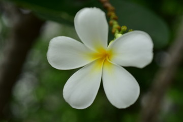 Macro photo of a yellow-white flower with droplets condensing and small bees.