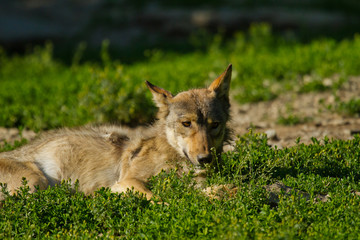 Naklejka na ściany i meble Timberwolf oder Amerikanischer Grauwolf (Canis lupus lycaon)