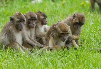 Monkey Family