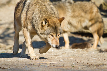 Timberwolf oder Amerikanischer Grauwolf (Canis lupus lycaon)