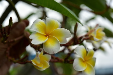 Macro photos of yellow-white flowers with dew drops 