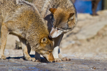 Timberwolf oder Amerikanischer Grauwolf (Canis lupus lycaon)
