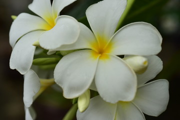 Fototapeta na wymiar Macro photos of yellow-white flowers with dew drops