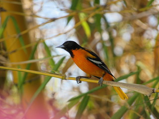 great tit parus major