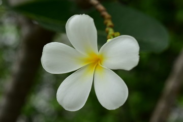 Fototapeta na wymiar Macro photos of yellow-white flowers with dew drops
