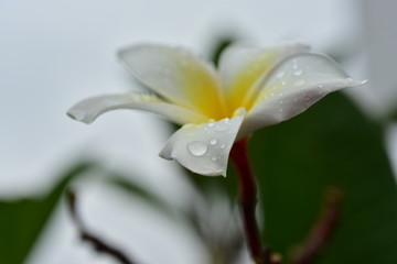 Colorful white flowers in the garden. Plumeria flower blooming