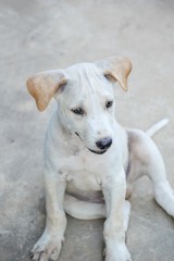 cute white dog on cement floor