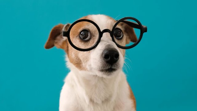 Smart dog in glasses looking up on blue background