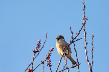 bird House Sparrow, Europe wildlife