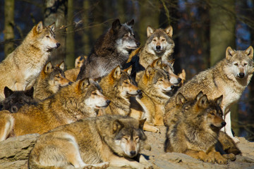 Timberwolf oder Amerikanischer Grauwolf Rudel (Canis lupus lycaon)