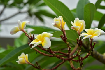 Naklejka na ściany i meble Colorful white flowers in the garden. Plumeria flower blooming