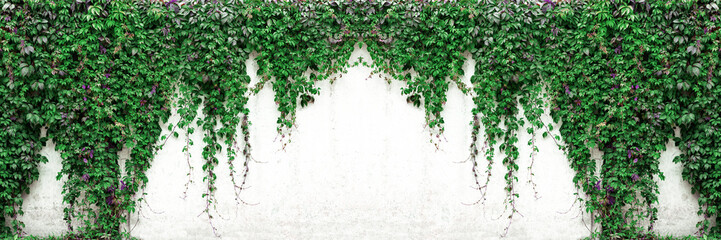 Old white concrete wall with Virginia creeper vines. Wide texture. Green foliage on whitewashed cement surface background