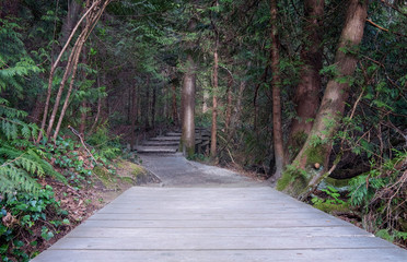 Hiking trail in rain forest , british columbia, canada,