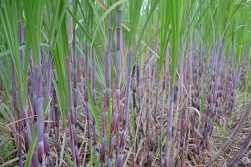 Fototapeta premium Sugarcane plants that are still young are the basic ingredients of sugar