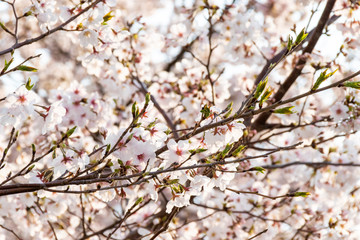 横浜みなとみらいの桜（撮影場所：横浜さくら通り）
