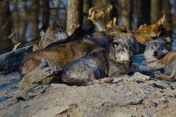 Timberwolf oder Amerikanischer Grauwolf Rudel (Canis lupus lycaon)