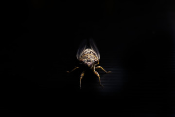 cicada