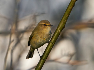 Common chiffchaff (Phylloscopus collybita)