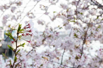 横浜みなとみらいの桜（撮影場所：横浜国際橋）
