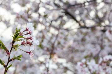 横浜みなとみらいの桜（撮影場所：横浜国際橋）