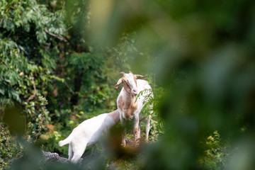 The goats on the mountain